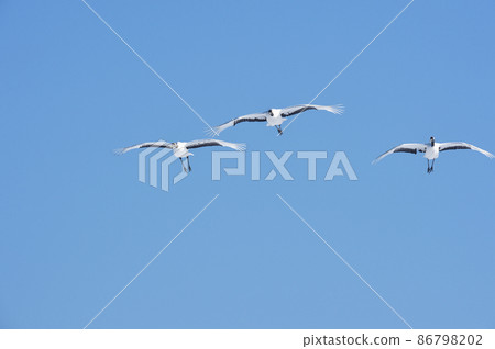A group of cranes flying in the blue sky (Tsurui, Hokkaido) 86798202