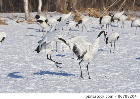 Red-crowned crane fighting (Tsurui, Hokkaido) 86798204