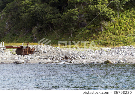 Shiretoko brown bear Hokkaido 86798220