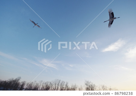 在藍天（北海道鶴井）上飛翔的兩個tancho 86798238