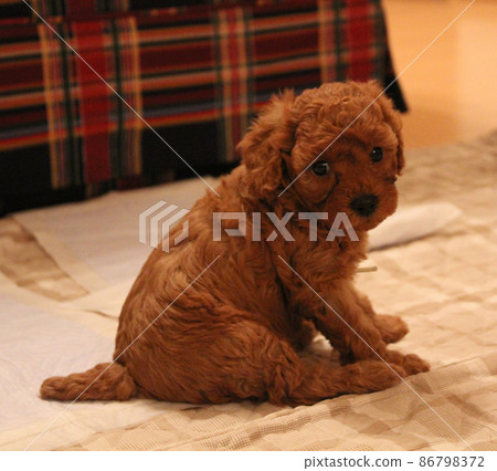玩具貴賓犬小狗做便盆訓練 玩具貴賓犬小狗做便盆訓練 86798372