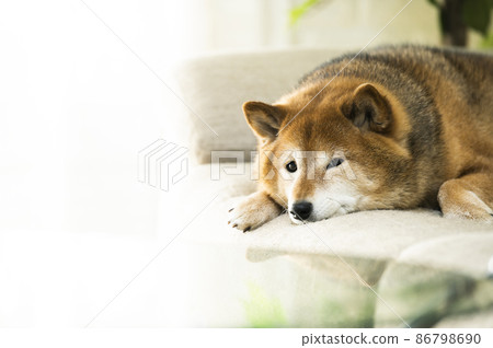 可愛的柴犬看著相機 可愛的柴犬看著相機 86798690