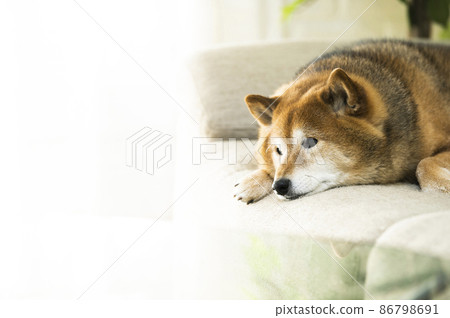 可愛的柴犬 可愛的柴犬 86798691