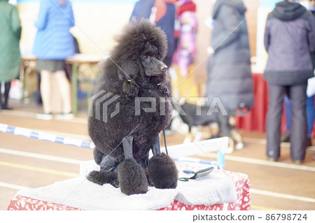 Purebred royal black poodle sits on a grooming table at a dog show Purebred royal black poodle sits on a grooming table at a dog show 86798724