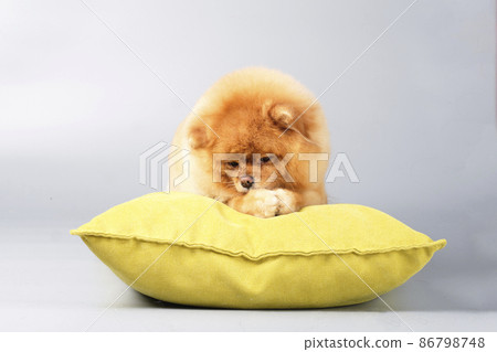 Cute red-haired pomeranian is lying on a yellow pillow Cute red-haired pomeranian is lying on a yellow pillow 86798748