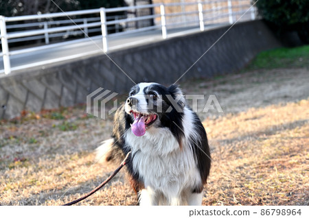 微笑狗邊境牧羊犬 86798964