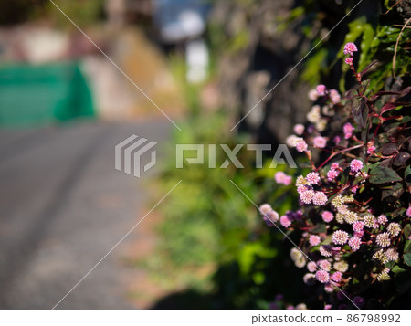 姬鶴蕎麥麵 86798992