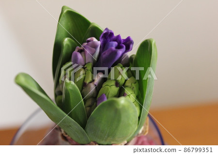 Hyacinth ... ◯ ○ Hydroponics ○ ◯. ⁺ * Hyacinth ... ◯ ○ Hydroponics ○ ◯. ⁺ * 86799351