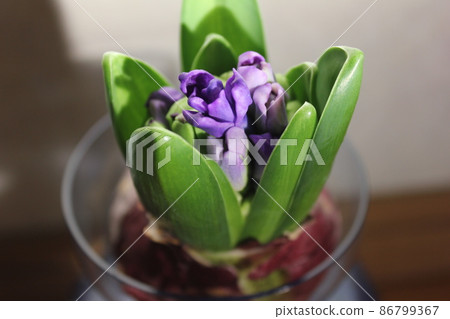 Hyacinth ... ◯ ○ Hydroponics ○ ◯. ⁺ * Hyacinth ... ◯ ○ Hydroponics ○ ◯. ⁺ * 86799367