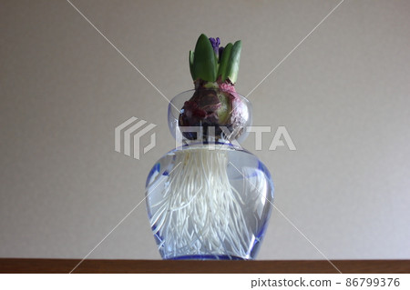 Hyacinth ... ◯ ○ Hydroponics ○ ◯. ⁺ * Hyacinth ... ◯ ○ Hydroponics ○ ◯. ⁺ * 86799376