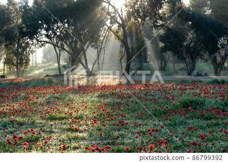 Grove pierced by sunshine and meadow with flowers 86799392