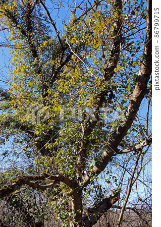 Winter morning and the last year's mistletoe parasite plant at the countryside surrounding Zagreb, Croatia Winter morning and the last year's mistletoe parasite plant at the countryside surrounding Zagreb, Croatia 86799715