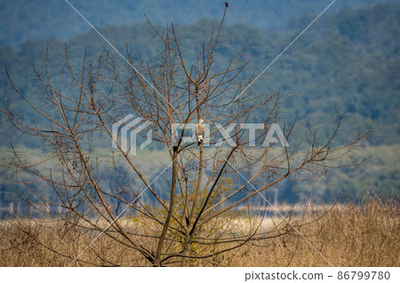 Lesser Fish Eagle or Icthyophaga humilis perched on tree near ramganga river in natural green background at dhikala zone of jim corbett national park or forest reserve uttarakhand india 86799780