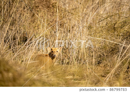 Indian hog deer or Axis porcinus portrait with eye contact at dhikala zone of jim corbett national park or forest uttarakhand india asia 86799783