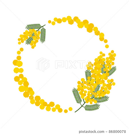Vector illustration of cute round frame of mimosa flowers 86800078