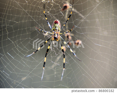 Nephila clavata near the Taisei Family Travel Village, Nakatsuemura Gose, Hita City, Oita Prefecture Nephila clavata near the Taisei Family Travel Village, Nakatsuemura Gose, Hita City, Oita Prefecture 86800182