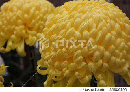 大花黃菊花*・*：黃菊花：*・* 86800193