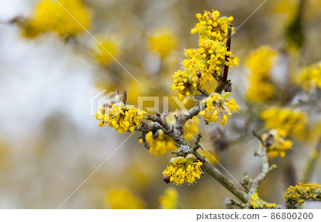 cornus mas tree in blossom by yellow flowers cornus mas tree in blossom by yellow flowers 86800200