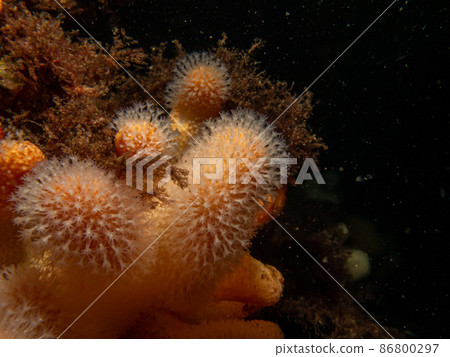 A closeup picture of a feeding soft coral dead man's fingers or Alcyonium digitatum. Picture from the Weather Islands, Skagerrak Sea, Sweden A closeup picture of a feeding soft coral dead man's fingers or Alcyonium digitatum. Picture from the Weather Islands, Skagerrak Sea, Sweden 86800297