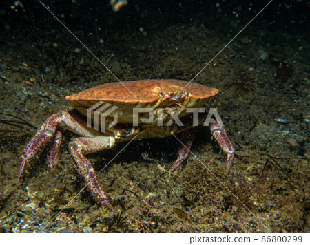 A closeup picture of a Cancer pagurus, also known as edible crab or brown crab. Picture from the Weather Islands, west Sweden A closeup picture of a Cancer pagurus, also known as edible crab or brown crab. Picture from the Weather Islands, west Sweden 86800299