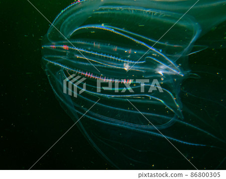 Sea walnut or comb jellyfish, Mnemiopsis leidyi. This is an invasive species in the Sound, the stretch of waters between Sweden and Denmark 86800305