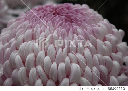 大花桃菊花 * ・ *:粉紅菊花:* ・ * 大花桃菊花 * ・ *:粉紅菊花:* ・ * 86800310