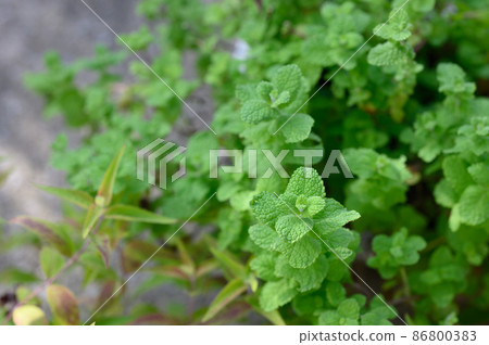 Apple mint leaves 86800383