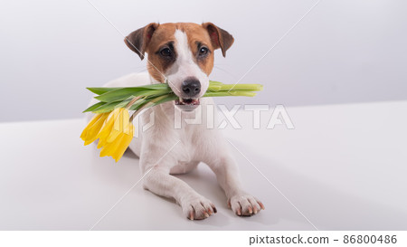 Portrait of a jack russell terrier in a bouquet of yellow tulips in his mouth on a white background. Dog congratulates on International Women's Day Portrait of a jack russell terrier in a bouquet of yellow tulips in his mouth on a white background. Dog congratulates on International Women's Day 86800486