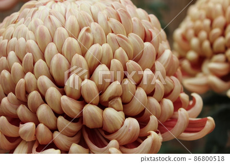 Large-flowered tea chrysanthemum flower * ・ *: Brown Chrysanthemum: * ・ * 86800518