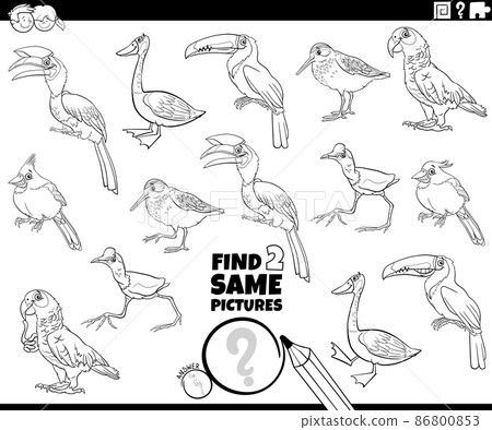 find two same comic birds task coloring book page find two same comic birds task coloring book page 86800853