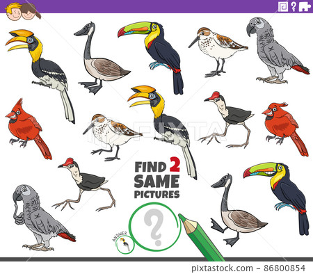 find two same cartoon birds characters educational task find two same cartoon birds characters educational task 86800854