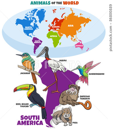 educational illustration with cartoon South American animals educational illustration with cartoon South American animals 86800889