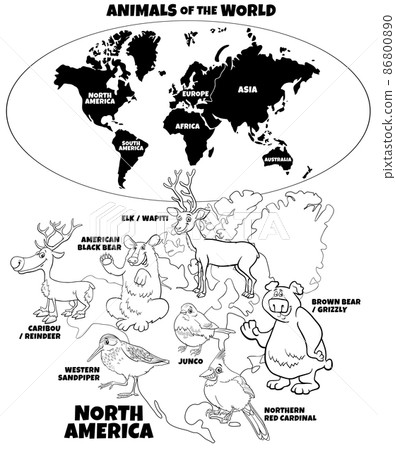 educational illustration with North American animals color book educational illustration with North American animals color book 86800890