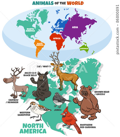 educational illustration with cartoon North American animals educational illustration with cartoon North American animals 86800891