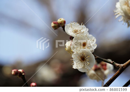 100種香氣在水戶偕樂園盛開的白梅花名樹水神橋特寫 86801599