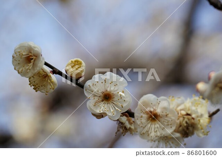 100種香氣在水戶偕樂園盛開的白梅花名樹水神橋特寫 86801600