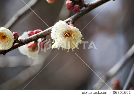 100種香氣在水戶偕樂園盛開的白梅花名樹水神橋特寫 86801601