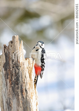 北海道冬天,一隻大斑啄木鳥棲息在樹上的正面 北海道冬天,一隻大斑啄木鳥棲息在樹上的正面 86802081