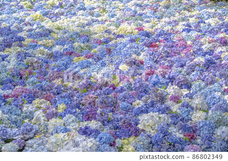 One side of hydrangea underwater flowers 86802349
