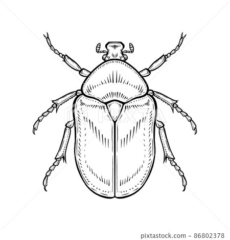 Chafer. Vector illustration in graphic style isolated on white background. 86802378