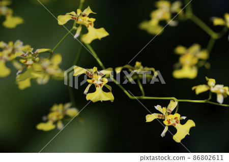 Yellow Oncidium blooming in the greenhouse in winter Yellow Oncidium blooming in the greenhouse in winter 86802611