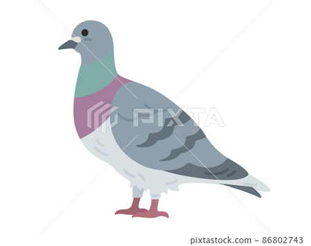 Illustration of a pigeon seen from the side 86802743