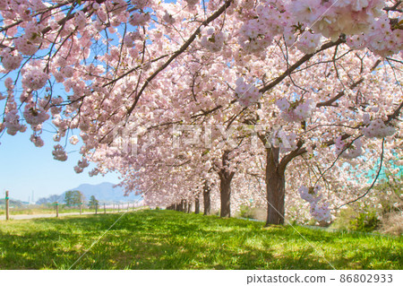 排櫻桃樹 86802933