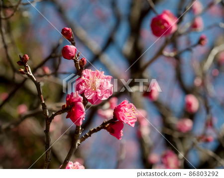 Plum blossom Plum blossom 86803292