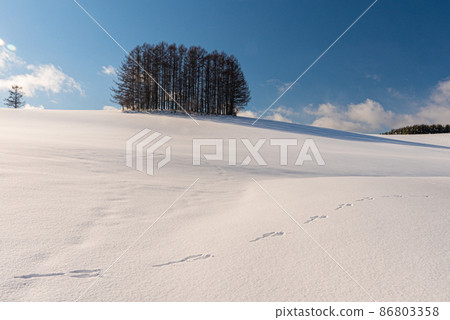 Biei-cho, Hokkaido in winter: Blue sky, white clouds and a mild seven tree that shines in the silver world Biei-cho, Hokkaido in winter: Blue sky, white clouds and a mild seven tree that shines in the silver world 86803358