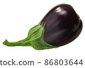Cordate eggplant or aubergine whole, isolated.  Solanum melongena fruit 86803644