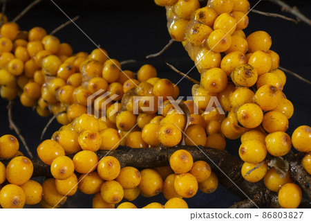 A branch of ripe sea buckthorn in the autumn season A branch of ripe sea buckthorn in the autumn season 86803827