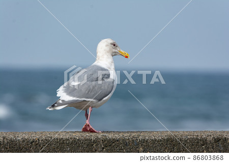 Glaucous-winged seagull resting on the embankment of the frigid sea Glaucous-winged seagull resting on the embankment of the frigid sea 86803868