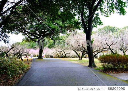 Plum garden after the rain 86804098