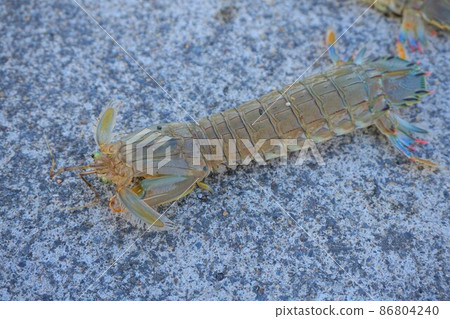Mantis shrimp, blue dragon, sea fishing 86804240